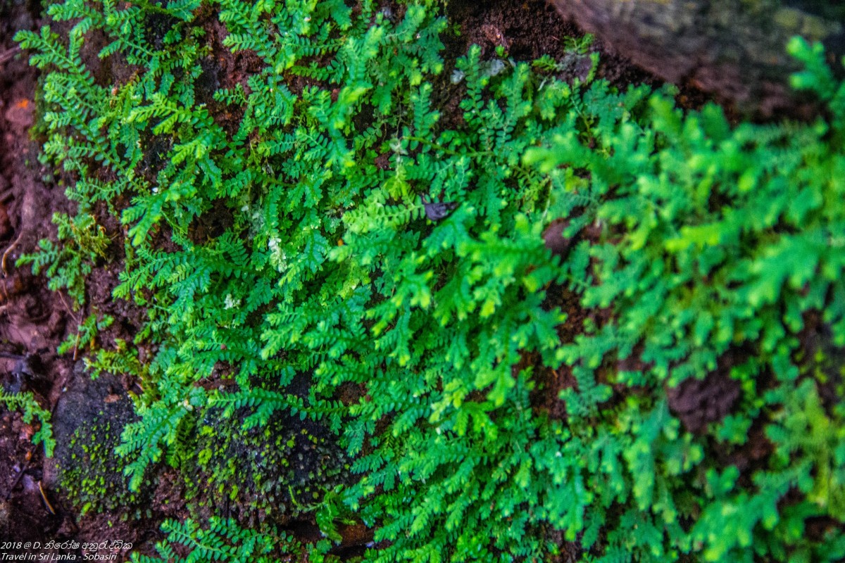 Selaginella ciliaris (Retz.) Spring